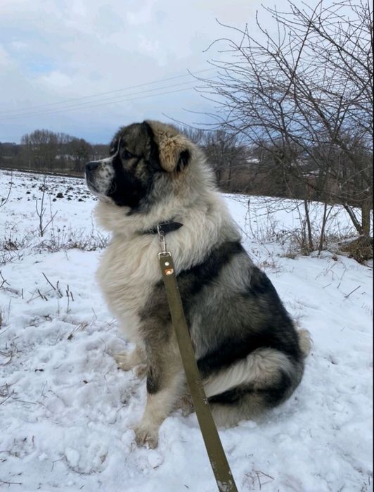 Кобель кавказької вівчарки на в'язку