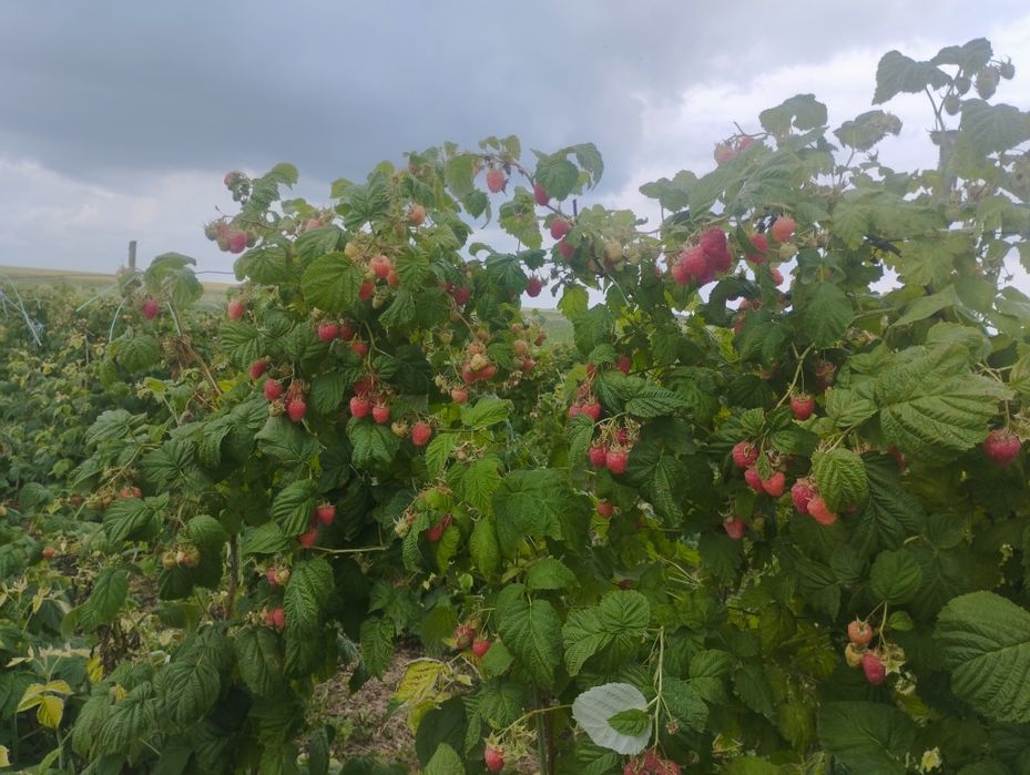 Продам саджанці малини феномен