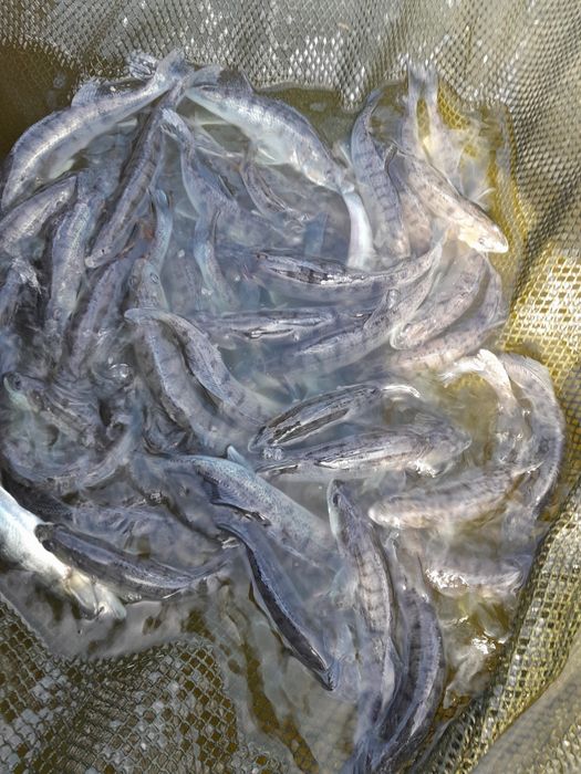 Ryby narybek karp amur lin tolpyga jesiotr zloty karas pospolity