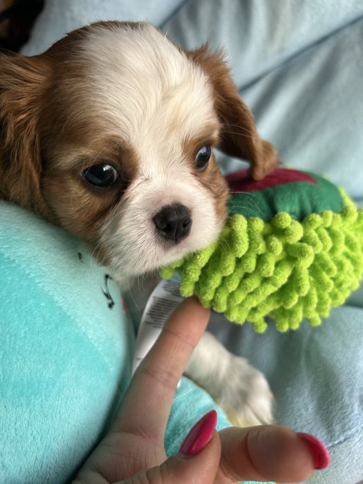 Cavalier blenheim dziewczynka
