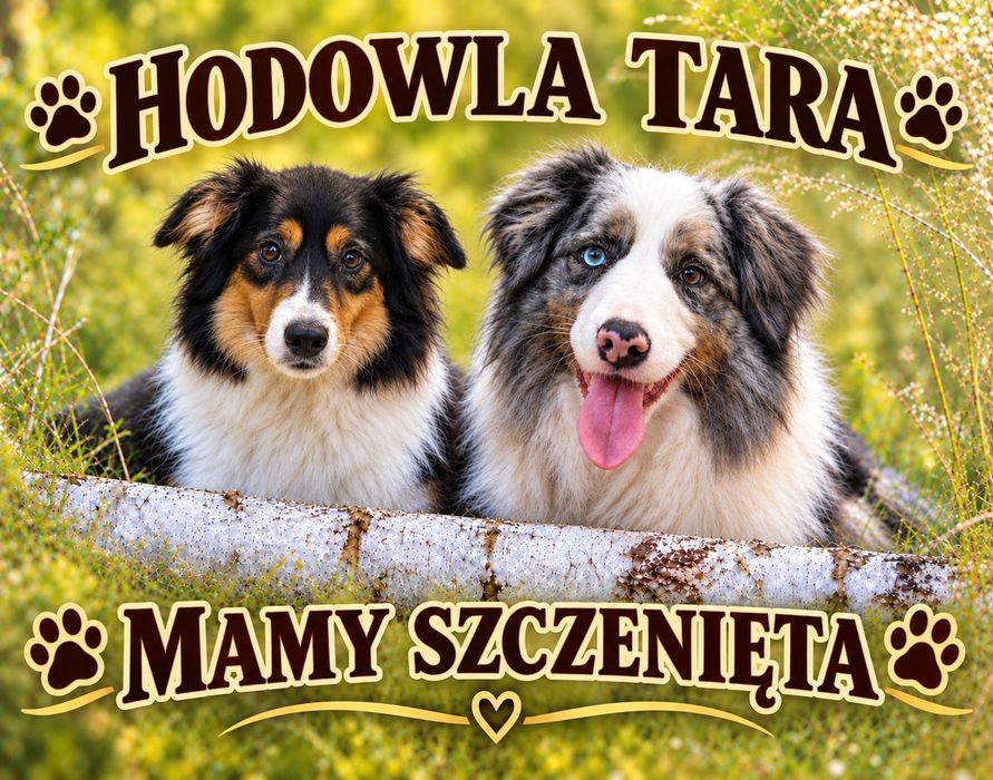 Border Collie  do rezerwacji