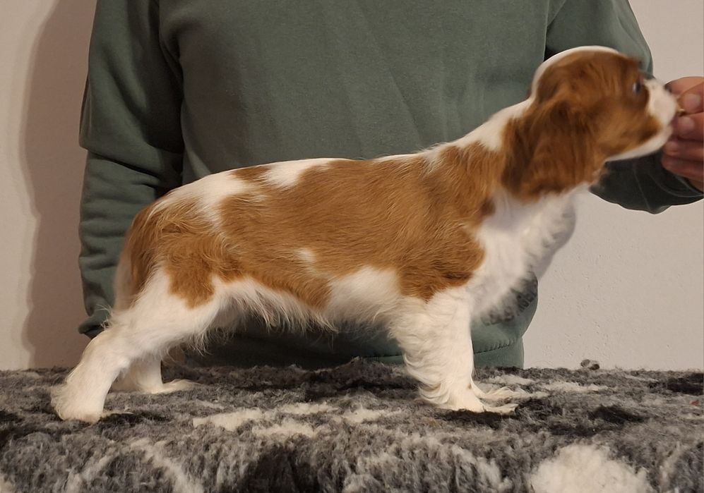 Cavalier King Charles Spaniel ZKwP FCI KRAKÓW
