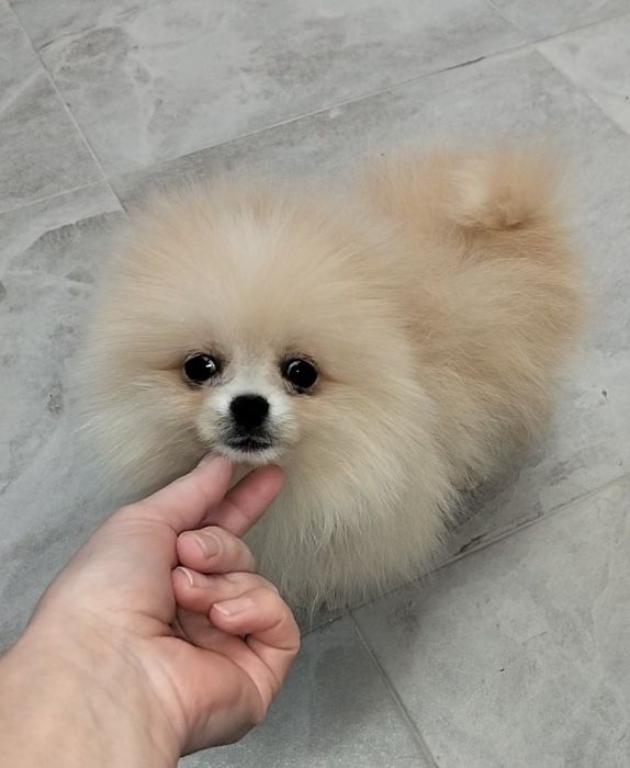 Міні цуценята шпіци