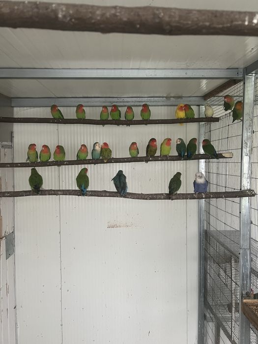 Rosicolis longfeather  para venda