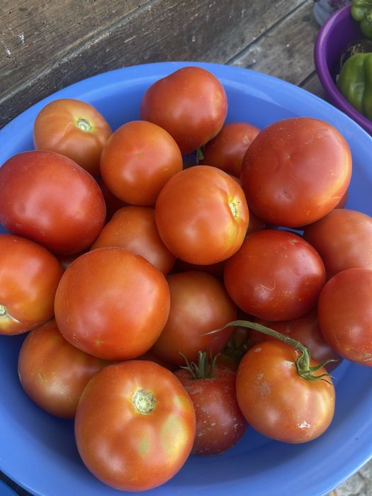 Tomates biologicos apanhados na hora