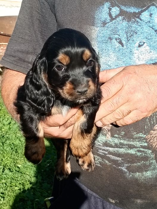 Suczka Cocker Spaniel