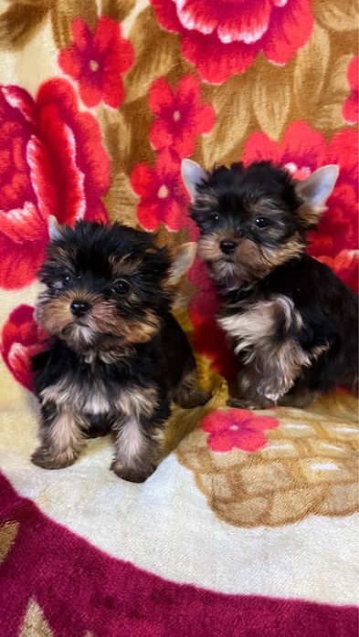 York yorki pieski piesek