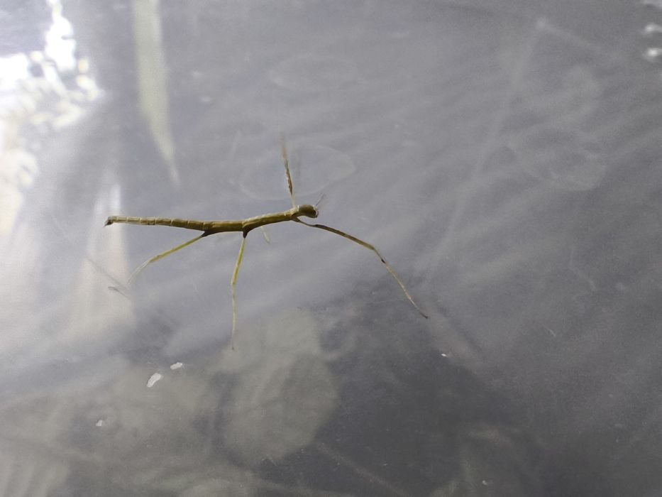 Sprzedam patyczaki pakiety lub na sztuki