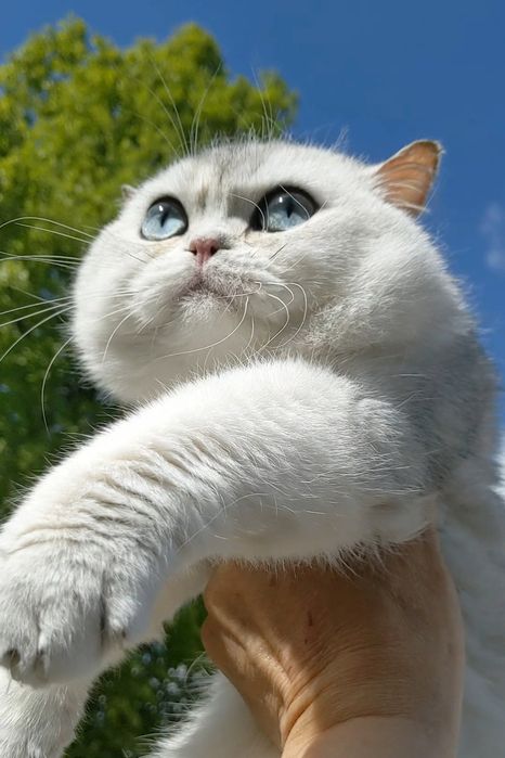 Шиншила серебристый синеглазый