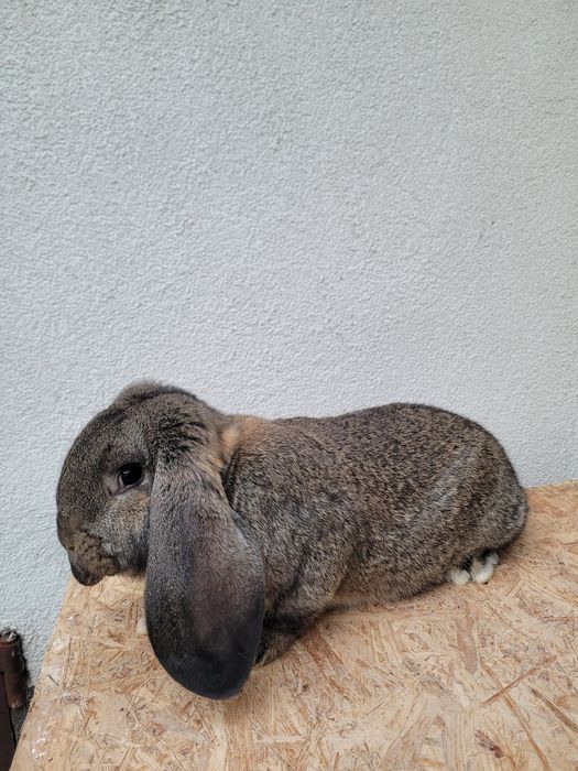 Francuski Baran Szary