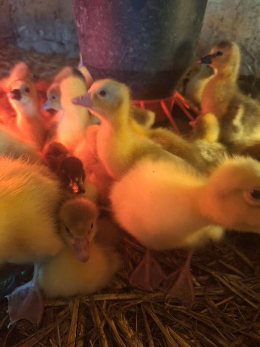 Sprzedam Gęsi landes