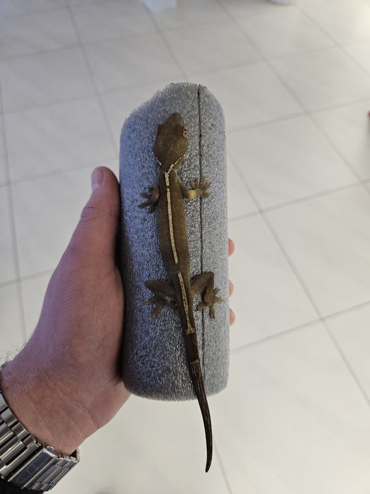 Gekon czekoladowy - Gekko vittatus, młody samiec cb25