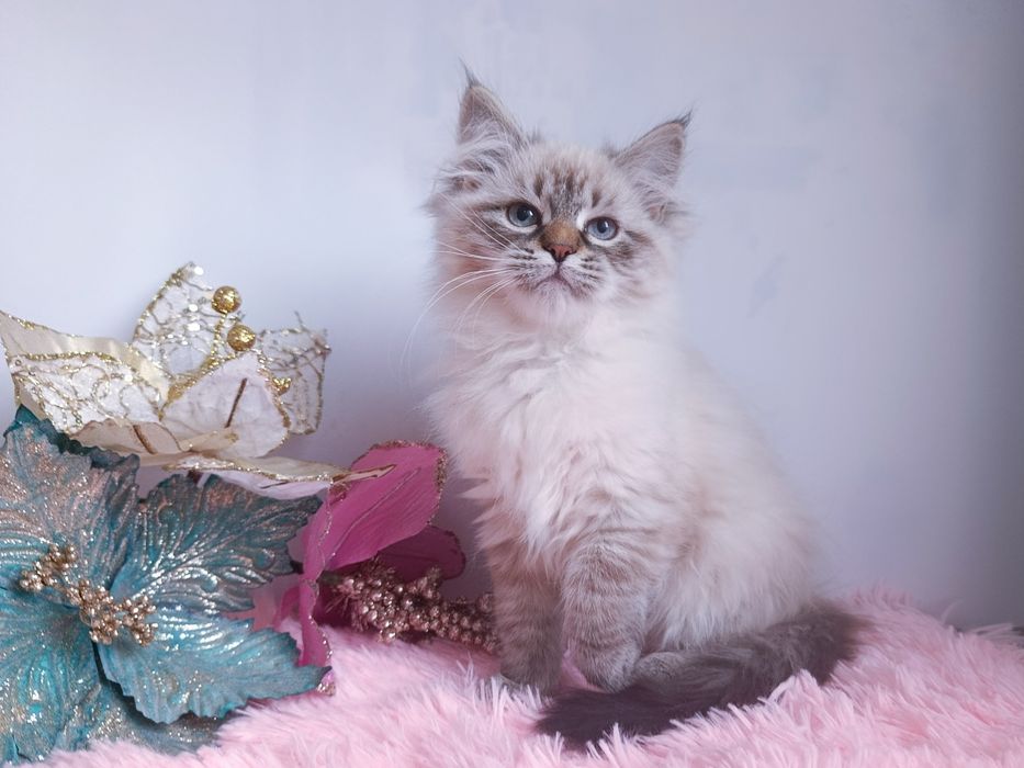 Мила клубна невська маскарадна дівчинка Blanche