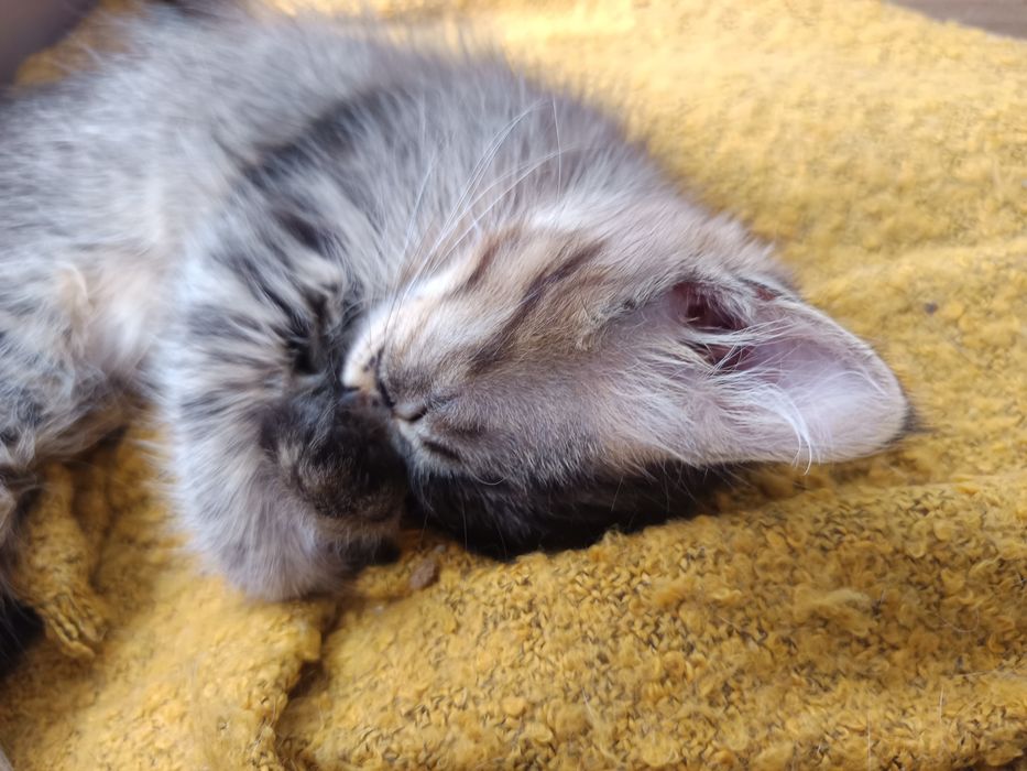 Gatinhos disponíveis pra adoção