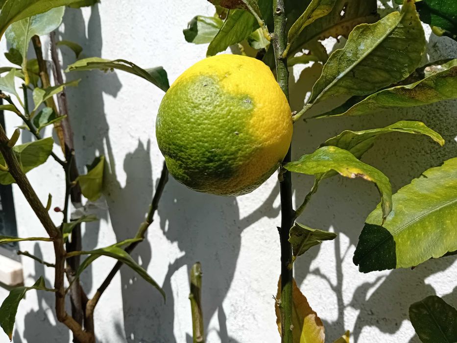 Limoeiros 4 estações em vaso com vários tamanhos