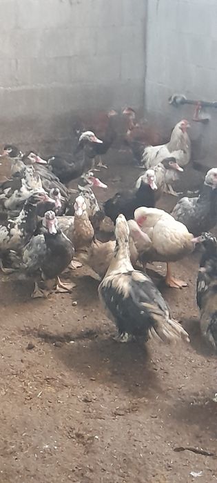 Продам индоуток на племя