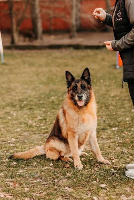 Psia dama-Stella-w typie owczarka niemieckiego poleca się do adopcji!
