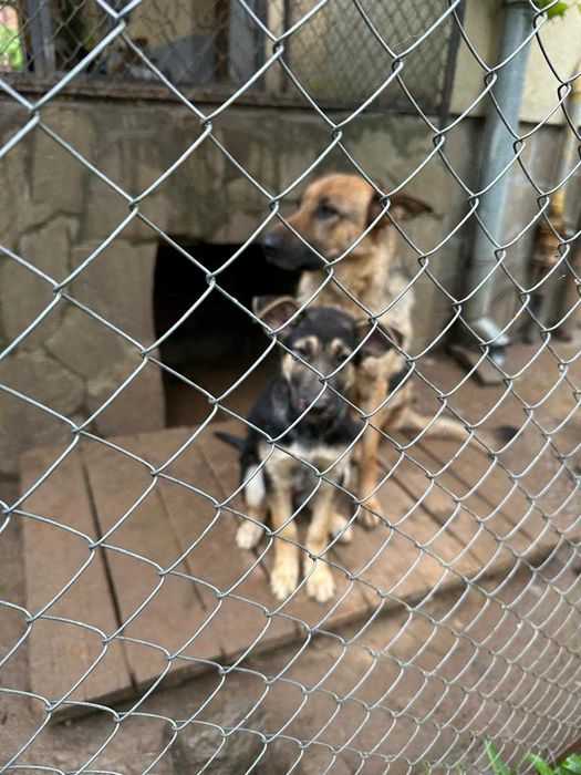 Дівчинка шукає добрі руки