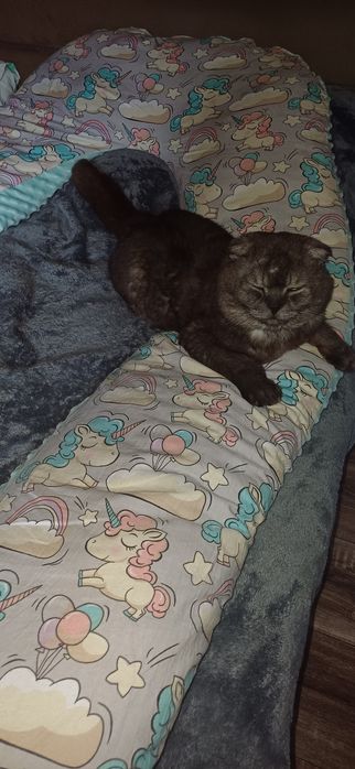 Шикарный кот Скоттиш фолд черный дым вязка!