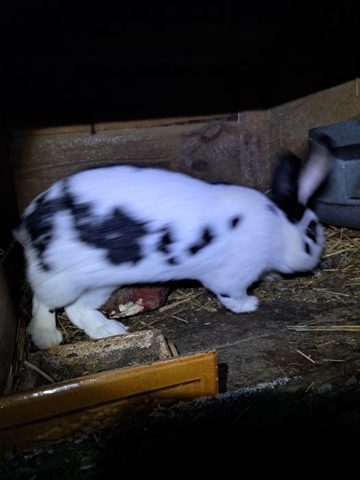 Królik bos srokacz termondzki