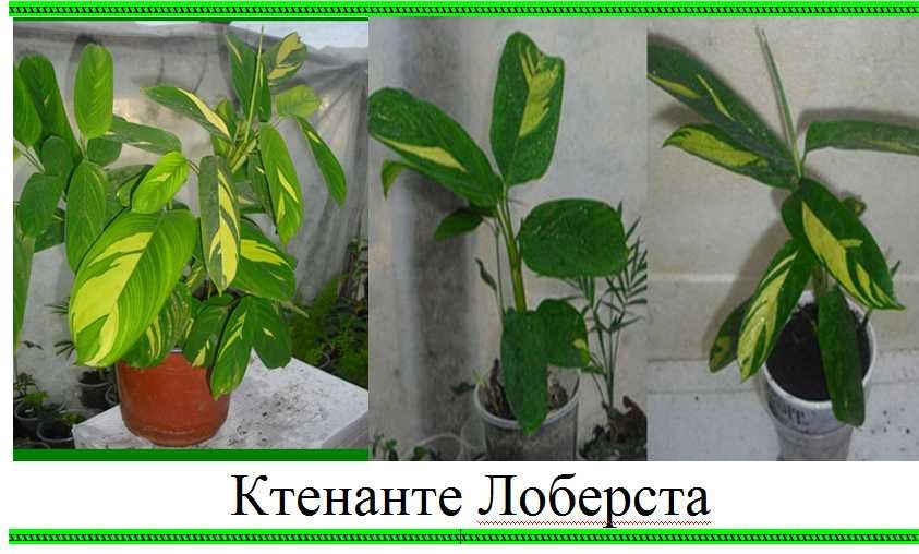 Папороть  Сингоніум  Костус Кімнатні  рослини квіти  Ц  75