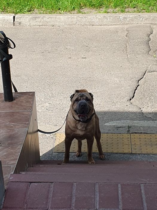 Вязка китайского шар-пея