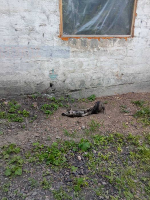 Цуценята в добрі руки