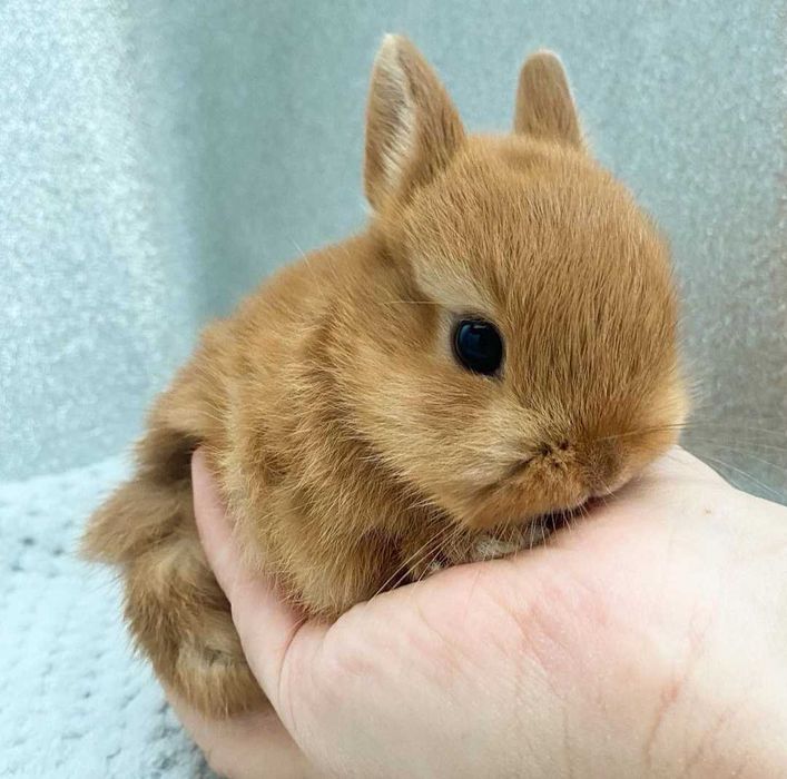 Coelhos anões bebés + gaiola nova + alimentação adequada