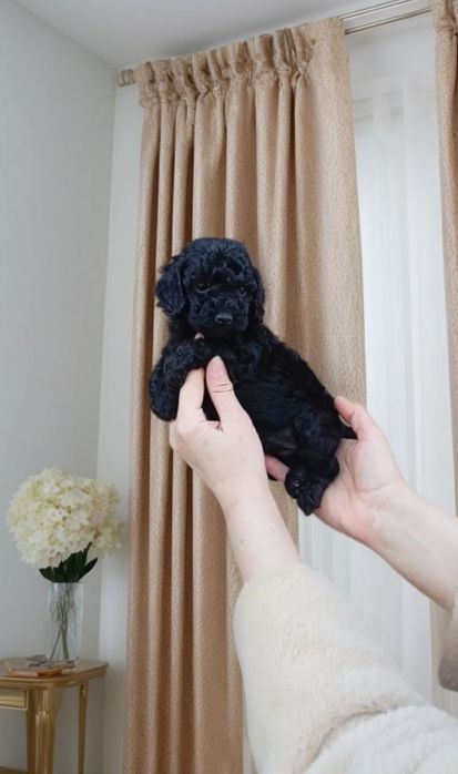 Девочка пудель .