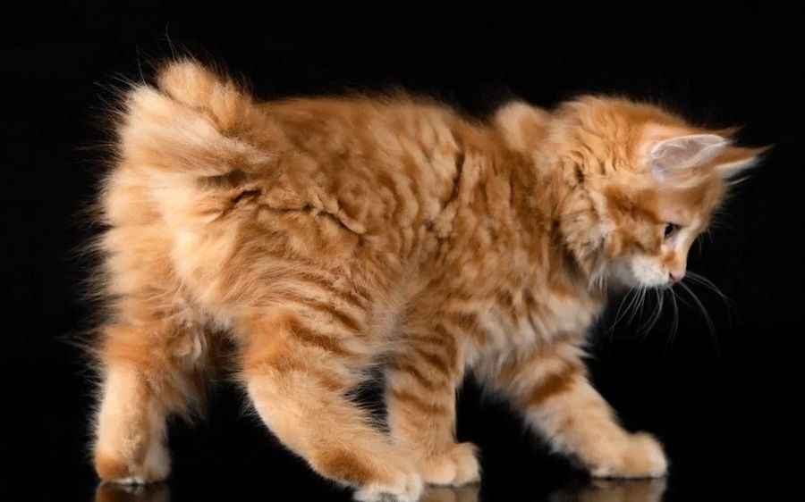 Miniaturowy ryś. Kurylski bobtail kot z ogonem pomponem.