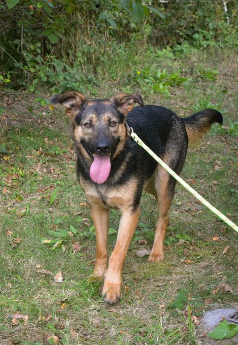 Przytulaśny Snoopy szuka domu