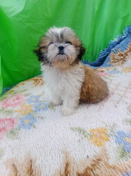 Shih-tzu com pedigree LOP