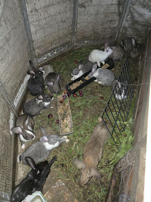Vendo coelhos caseiros