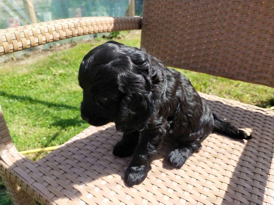 Cocker spaniel suczka