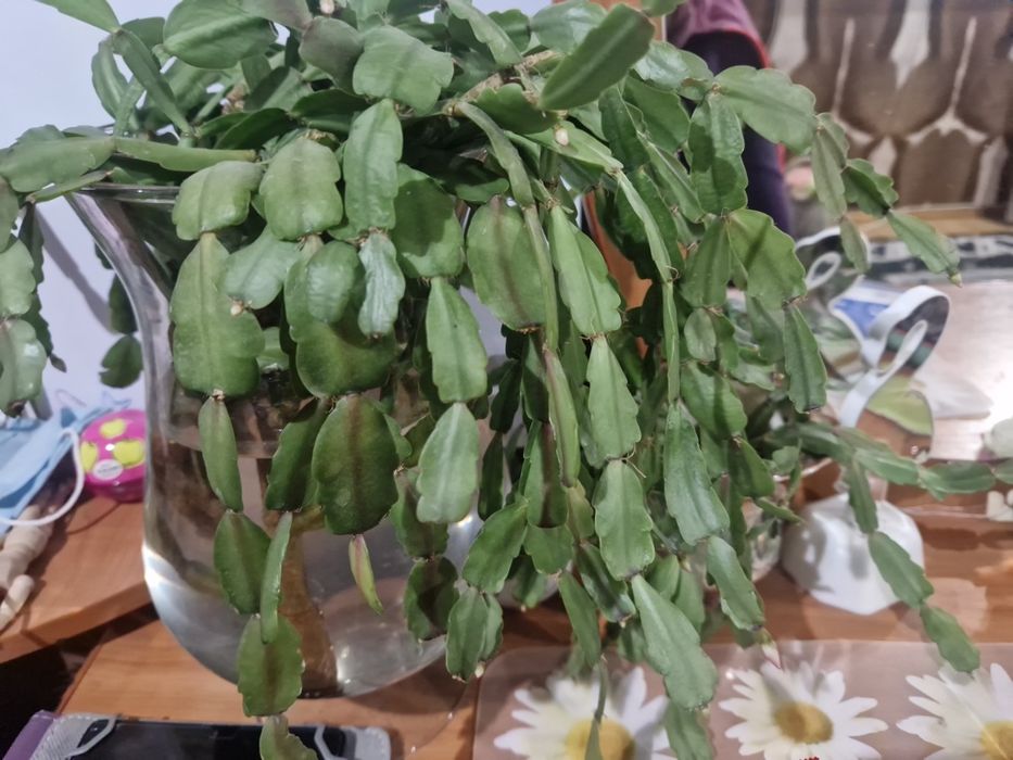 Продам недорого комнатные растения