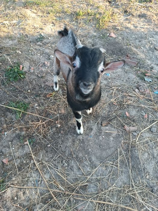 Cabrito para venda com 5 meses.