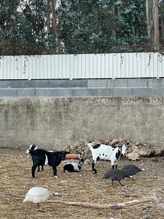 Vendo cabras de varias raças