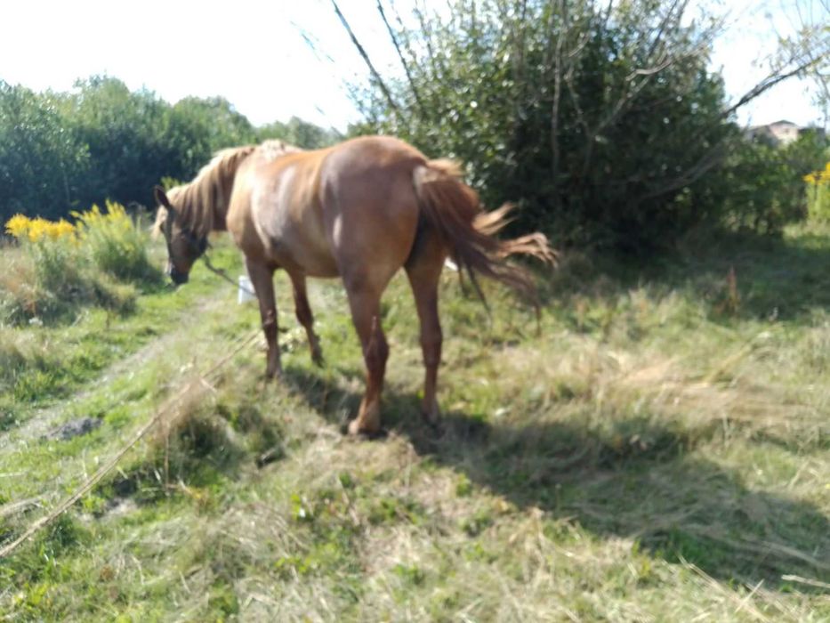 Кобила 9 років здорова