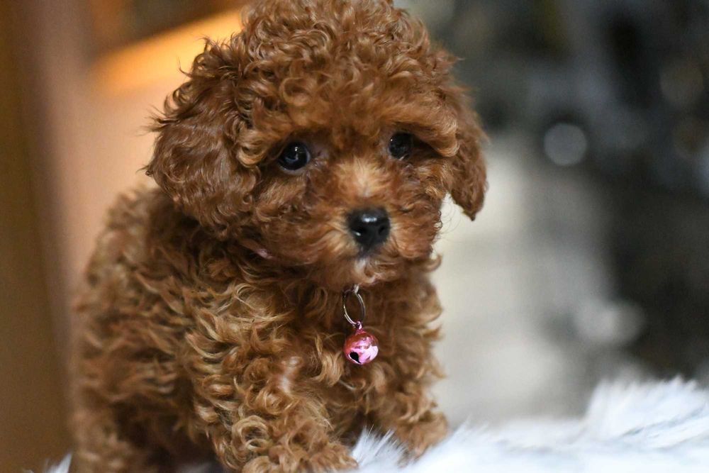 Pudelek toy sunia UMA toy red brown