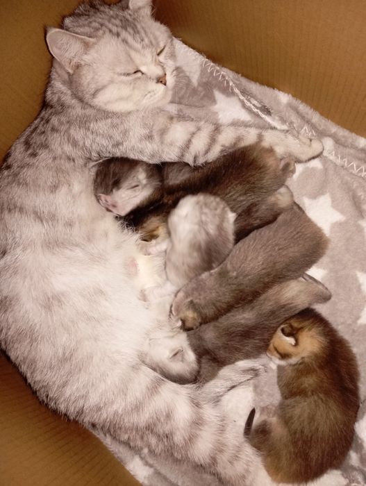 Шотландські кошенята в забарвленні золота та срібляста шиншила