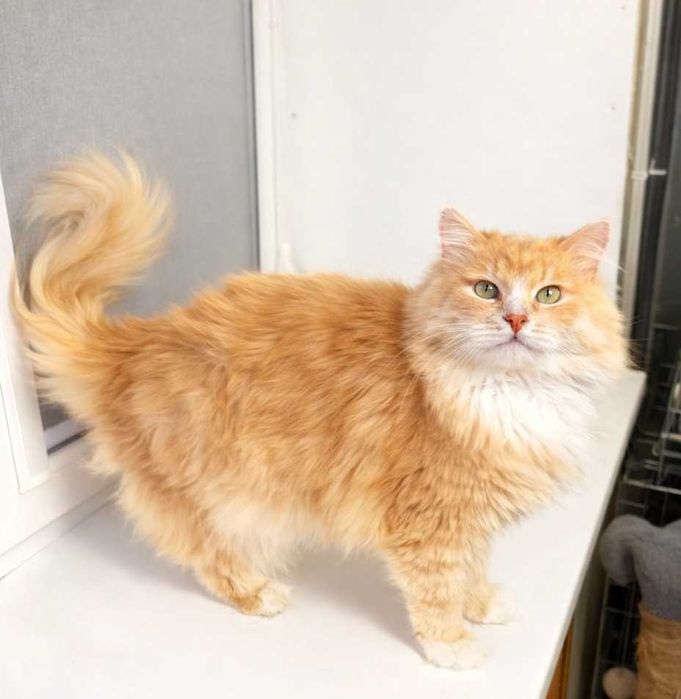 Шикарний котик з поглядом хитрих зелених очей. Льоні 3–5 років.