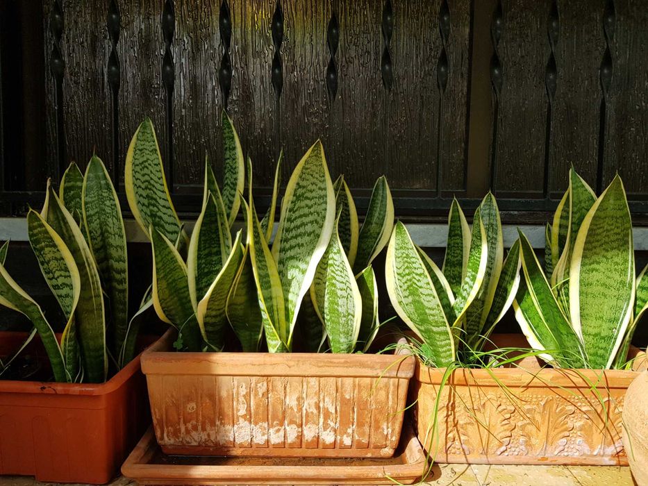 Espadas de São Jorge