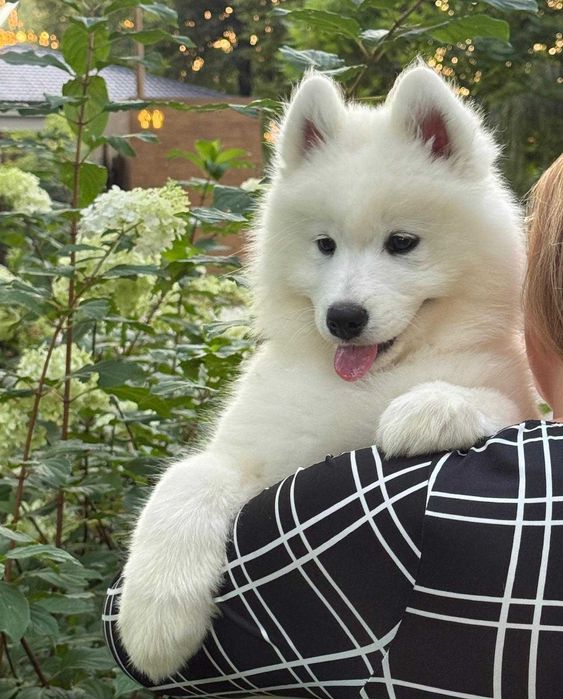 Samoyed Szczeniak Suczka ZKwP