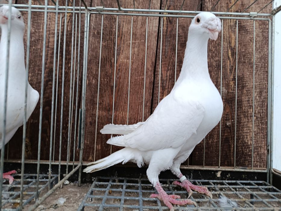 Rzeszowskie rzeszowski białe