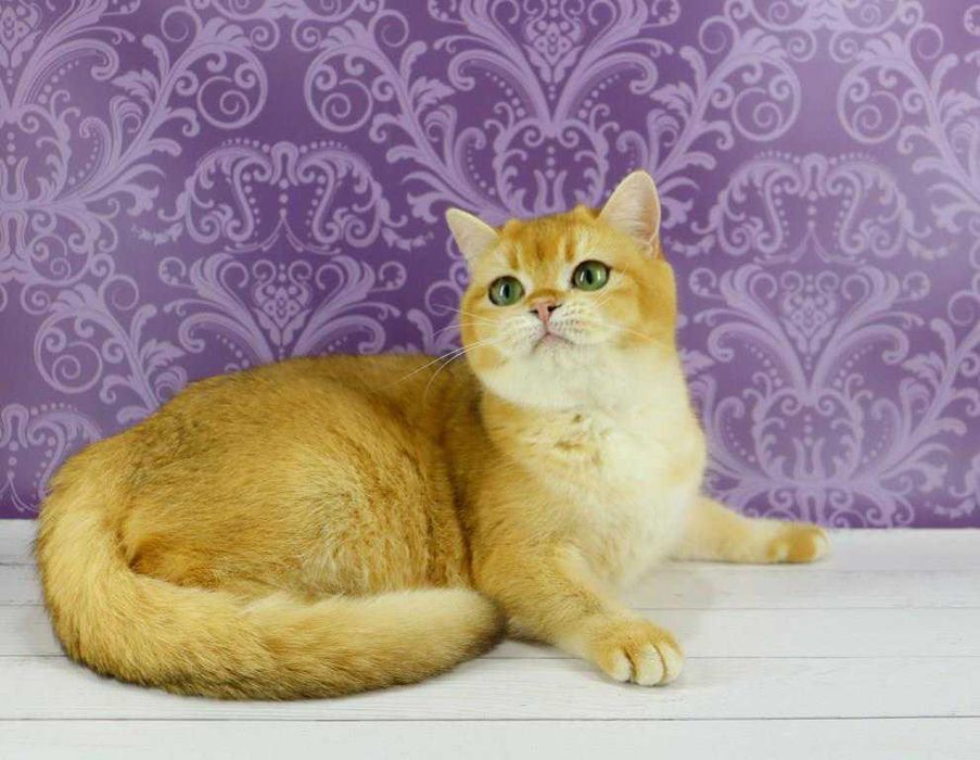 Чудесная золотая британская кошечка с прививками