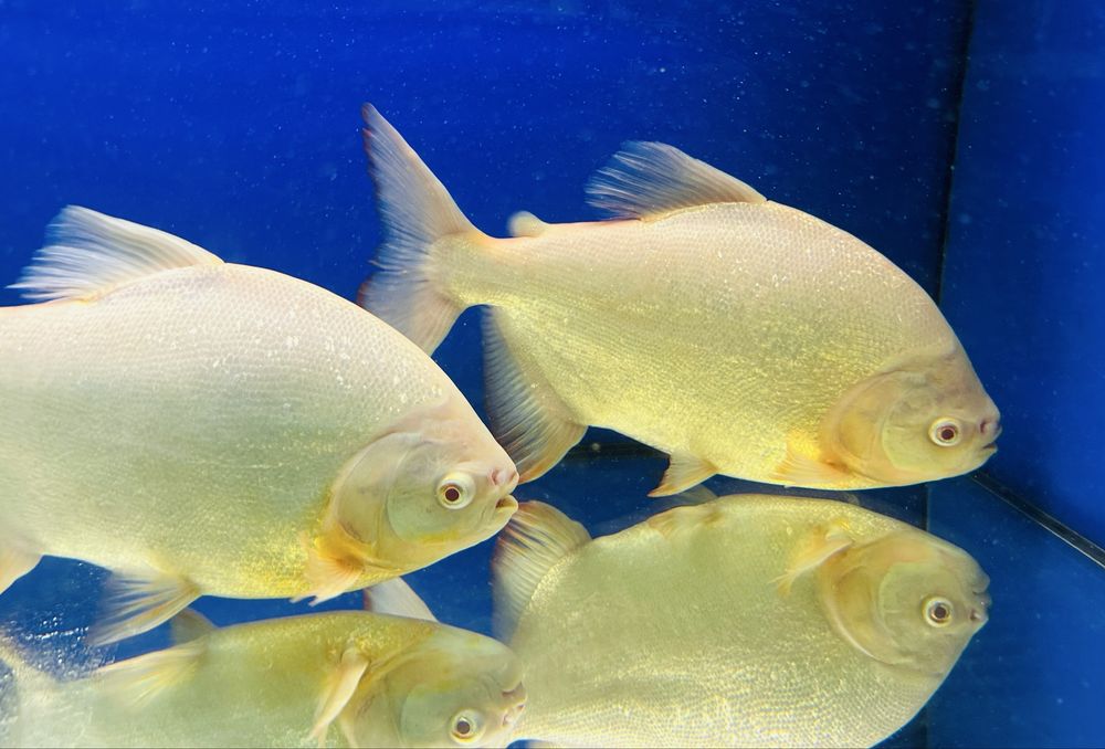 Пиранья Паку альбино Piaractus brachypomus