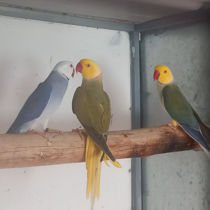 Ring necks / Alexandrinos