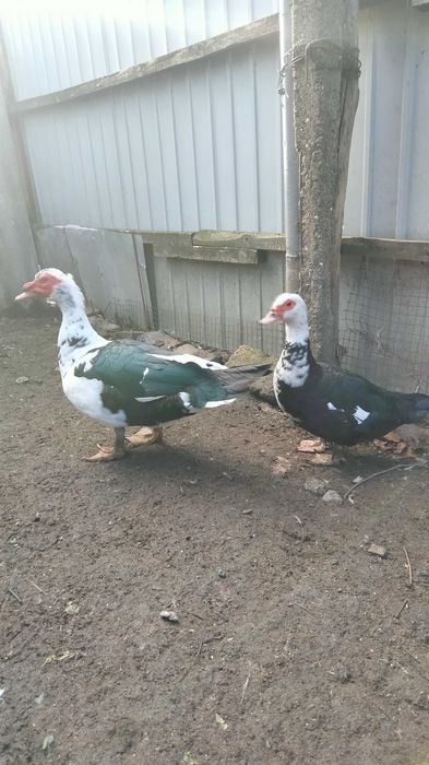 Утки на племя 2022