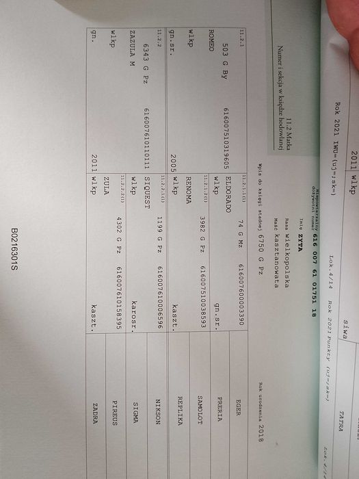Klacz wielkopolska rotacyjna programowa