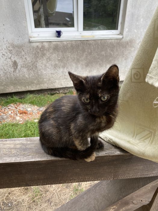 Віддам в добрі руки кошеня